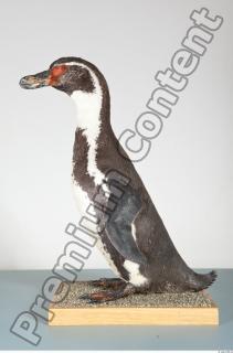 Penguin body photo reference 0001